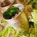 Mint Juleps Mint Juleps