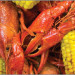 A Taste of Lafayette, Louisiana A Taste of Lafayette, Louisiana