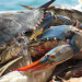 Mississippi Seafood Cook-Off to benefit Extra Table Mississippi Seafood Cook-Off to benefit Extra Table