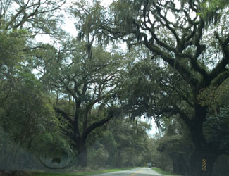 Charleston-trees-2