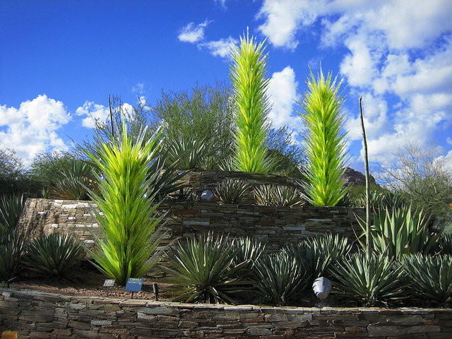 Chihuly rising from the earth at the Desert Botanical Gardens