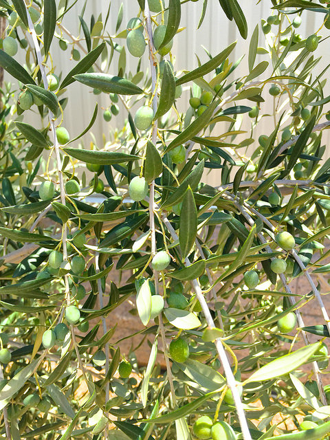 Olives growing at Queen Creek Olive Farm, 30AEats.com