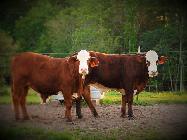 Heureaux Farms Cattle
