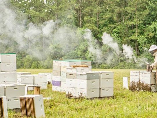 Register Family Farm in Freeport, Florida Is The Bees Knees